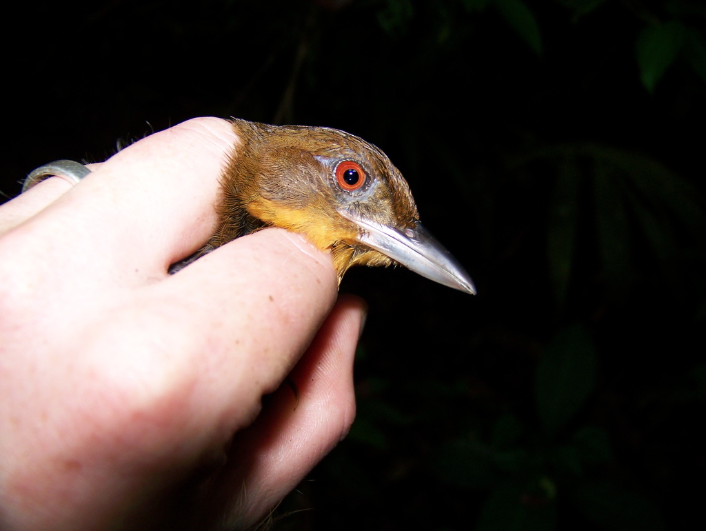 Brown-rumped Foliage-gleaner