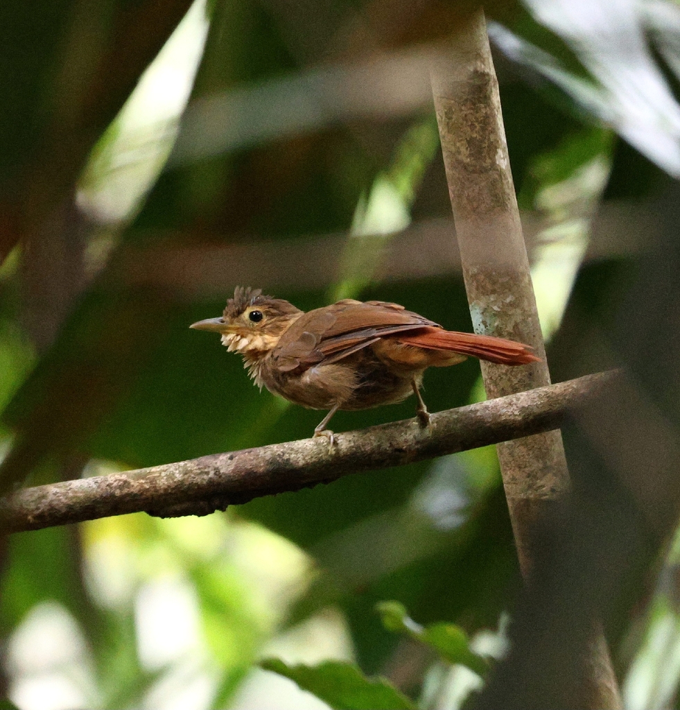 Ochre-throated Foliage-gleaner