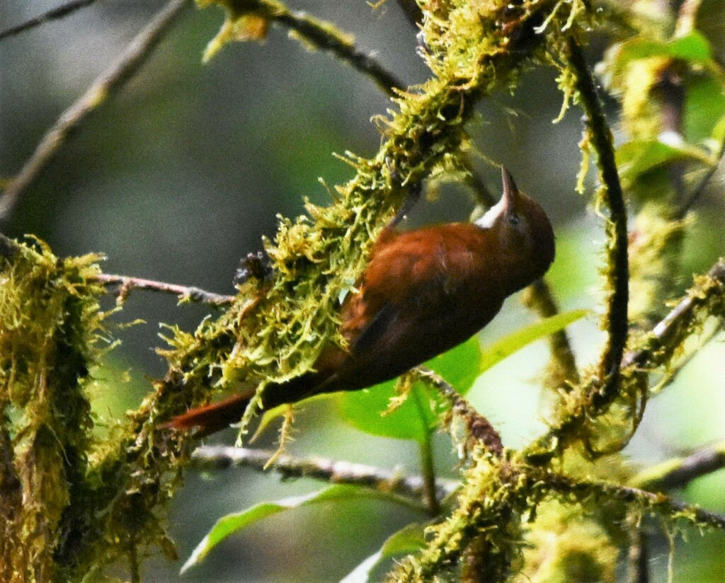 Star-chested Treerunner