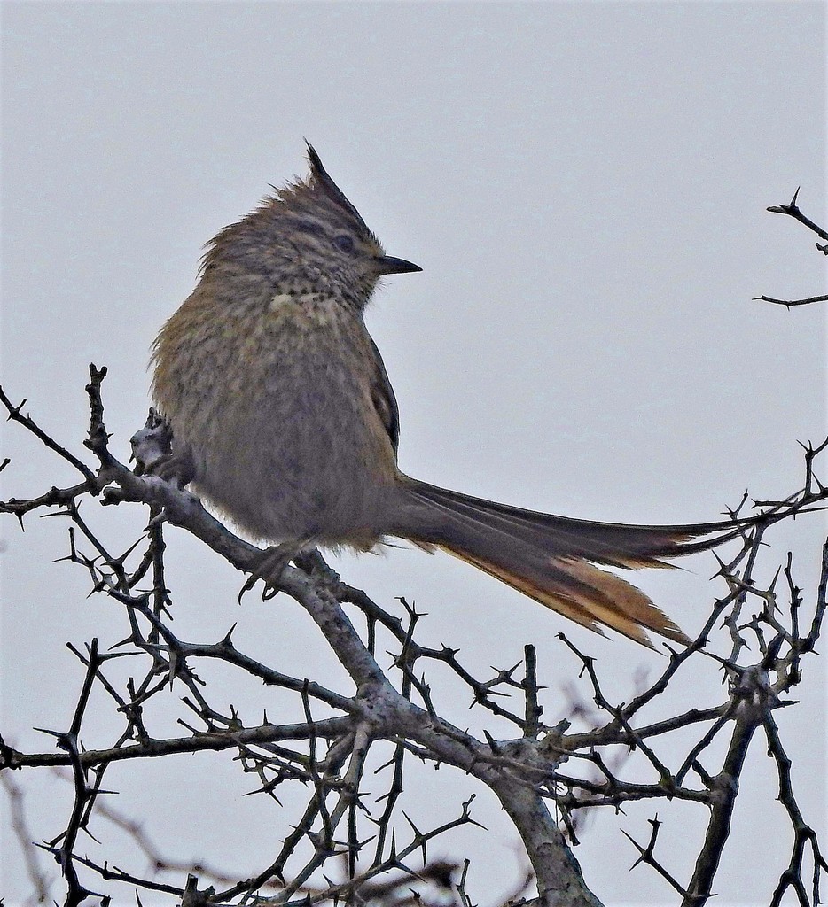 Tufted Tit-Spinetail