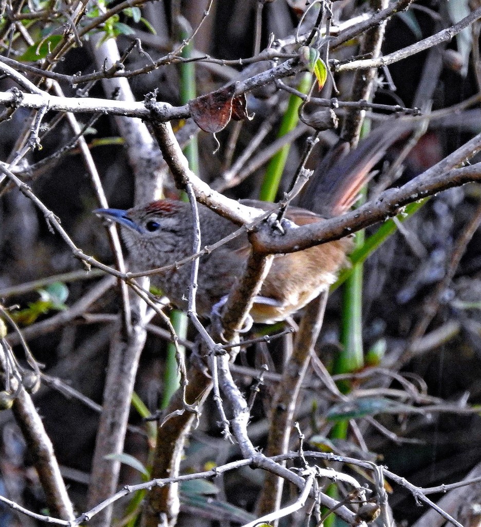Spot-breasted Thornbird