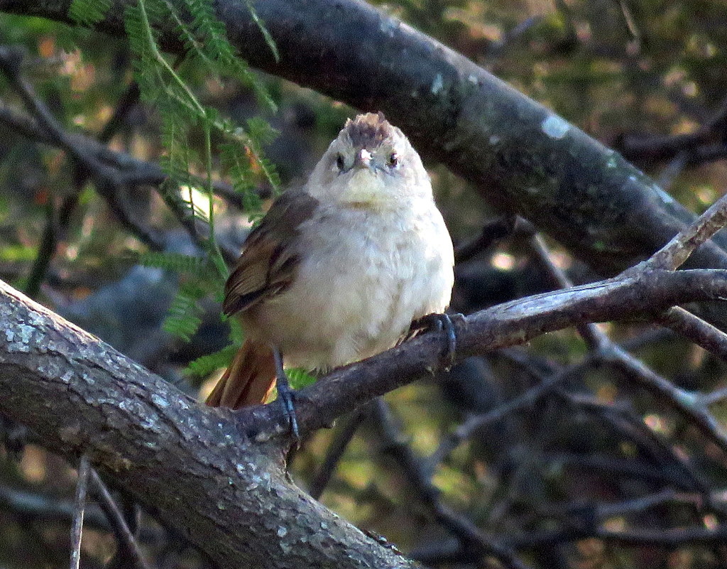 Short-billed Canastero