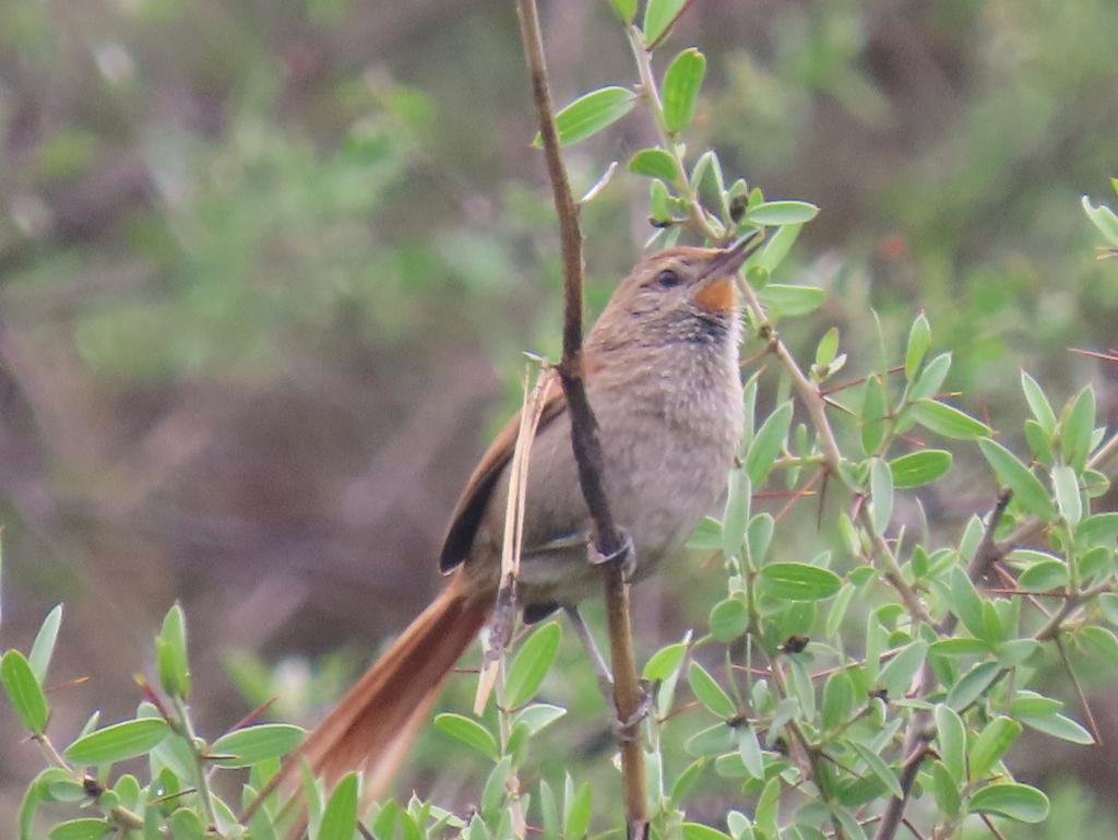 Rusty-fronted Canastero