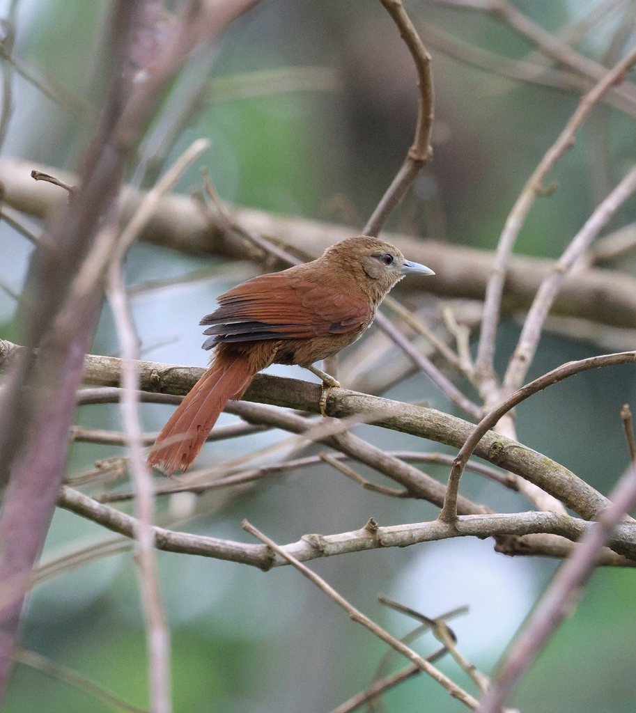 Plain Softtail