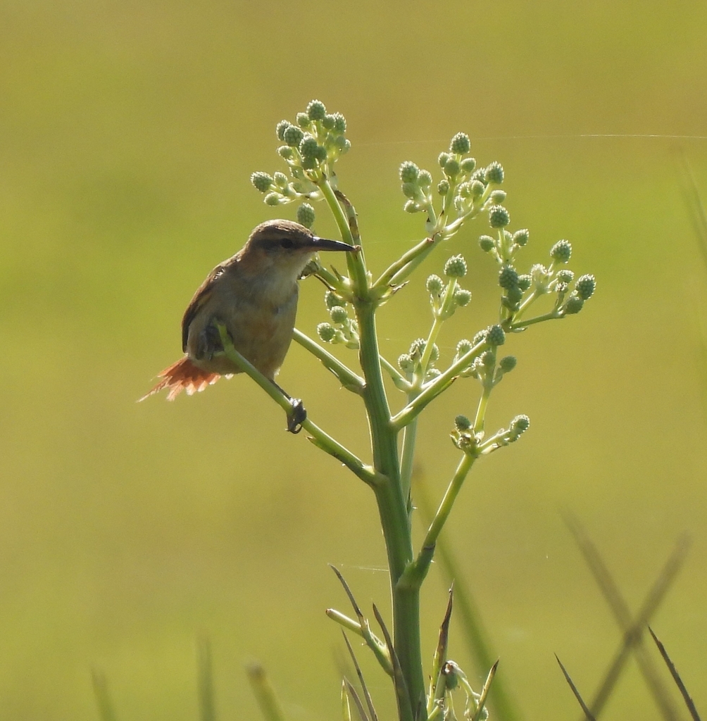 Straight-billed Reedhaunter