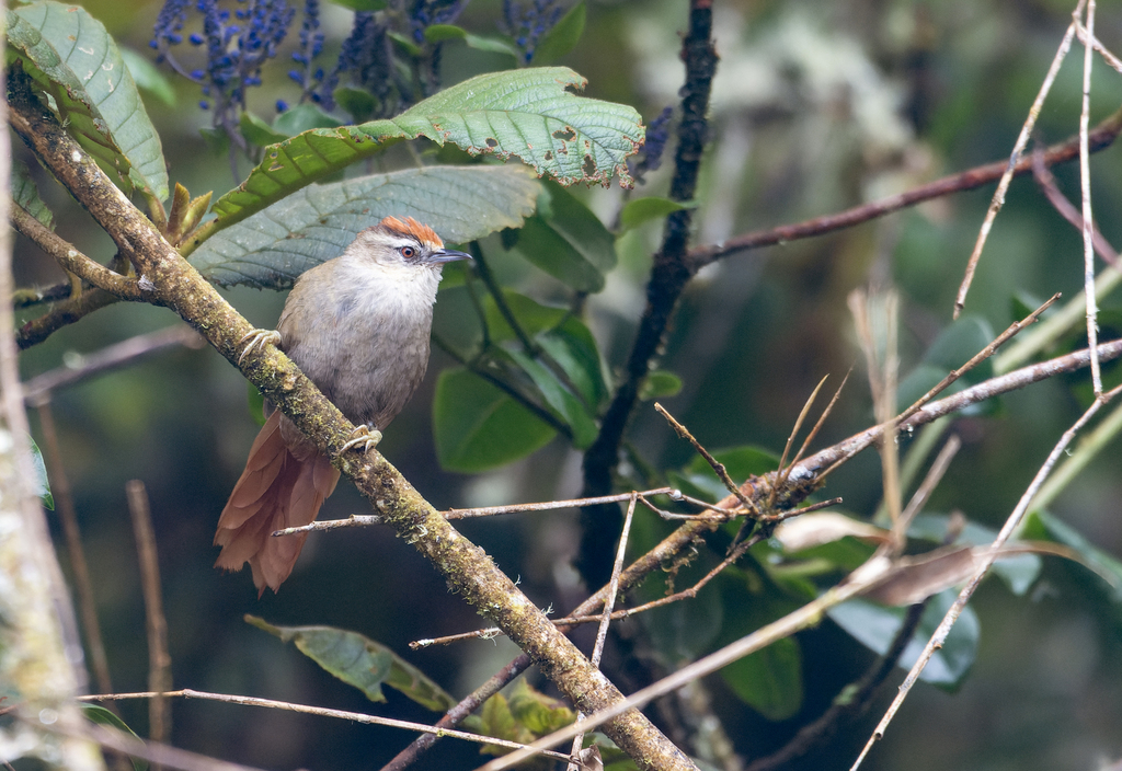 Marcapata Spinetail