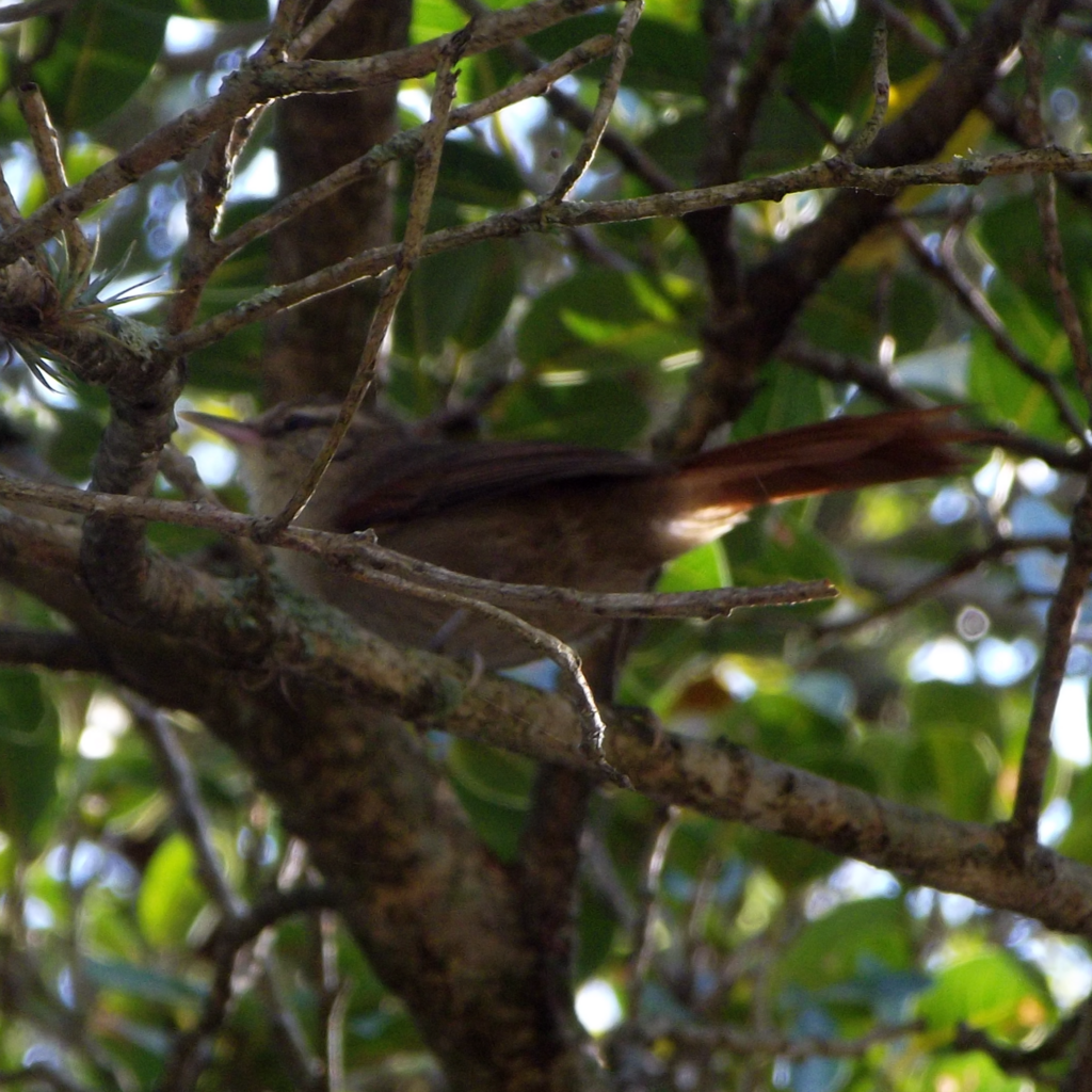 Stripe-crowned Spinetail