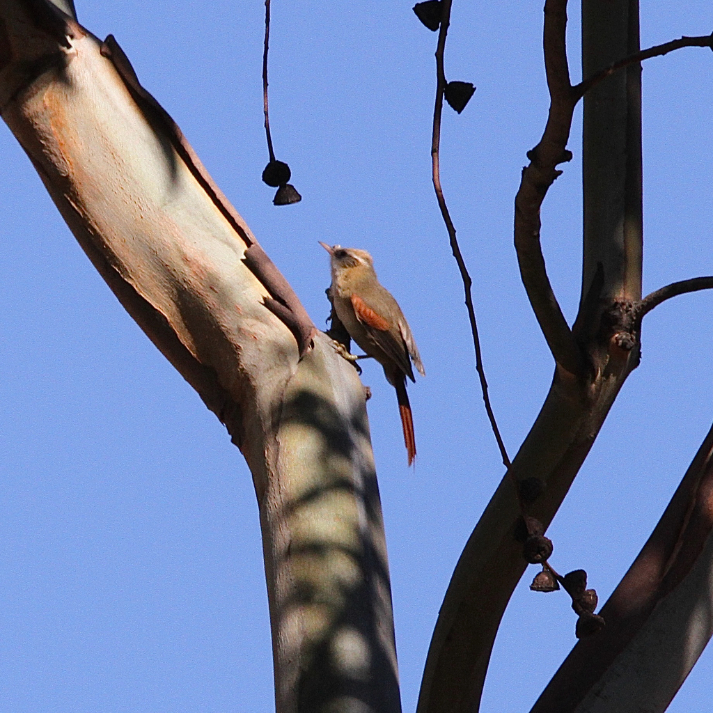 Creamy-crested Spinetail