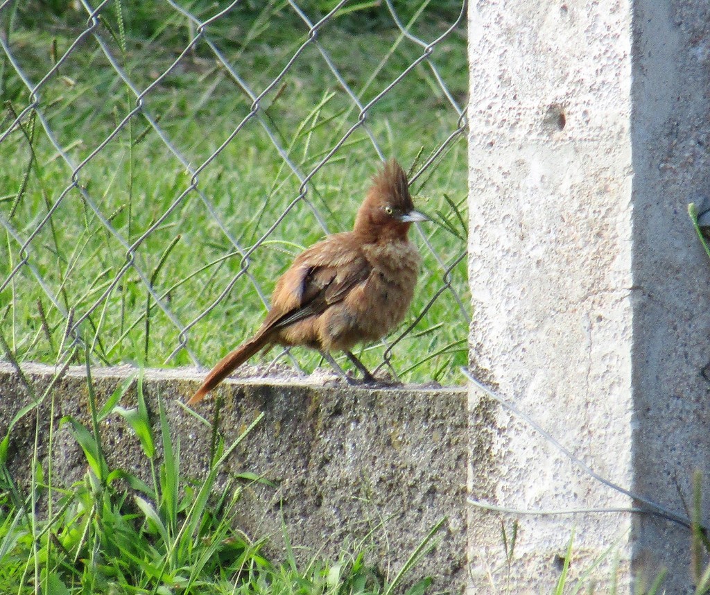 Brown Cacholote