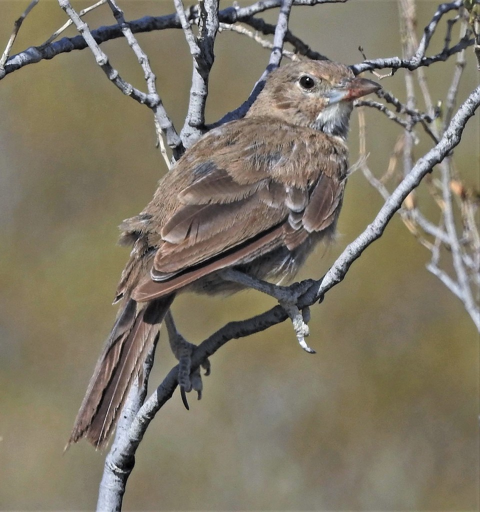 White-throated Cacholote