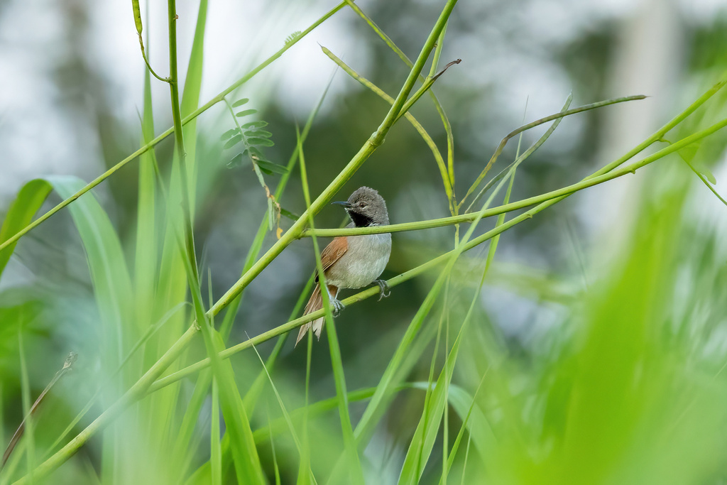 White-bellied Spinetail