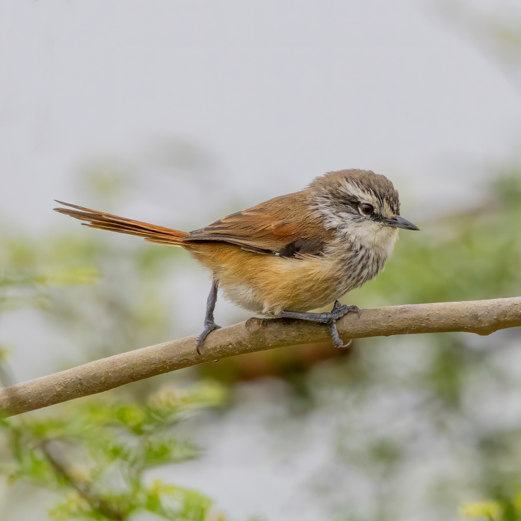 Necklaced Spinetail