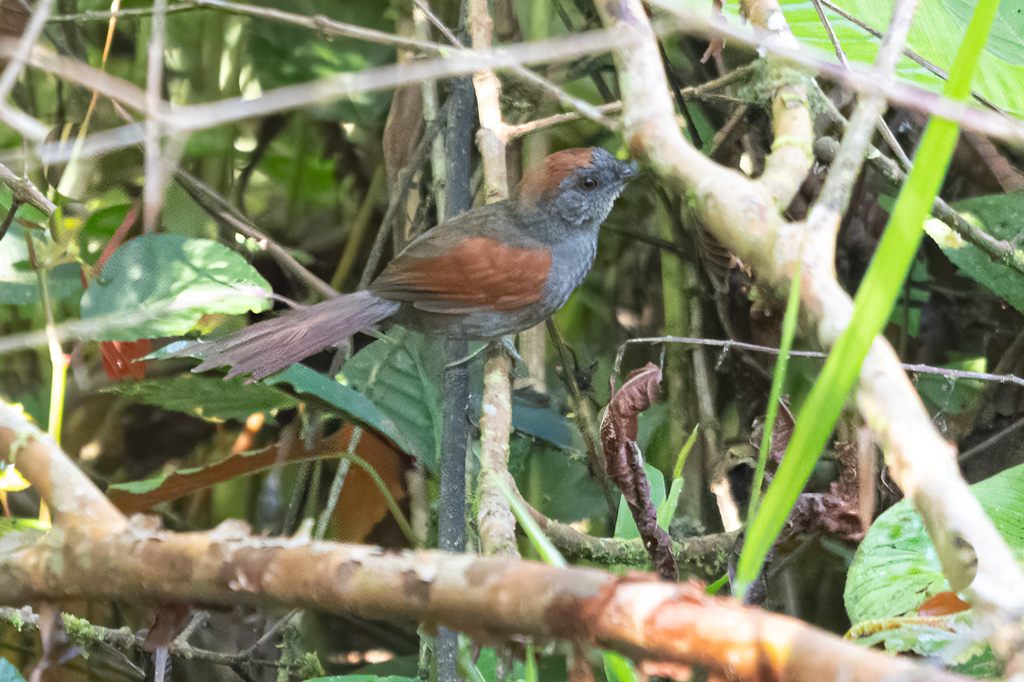 Dusky Spinetail