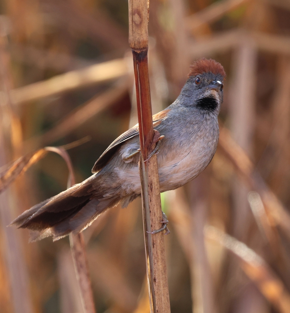 Cinereous-breasted Spinetail