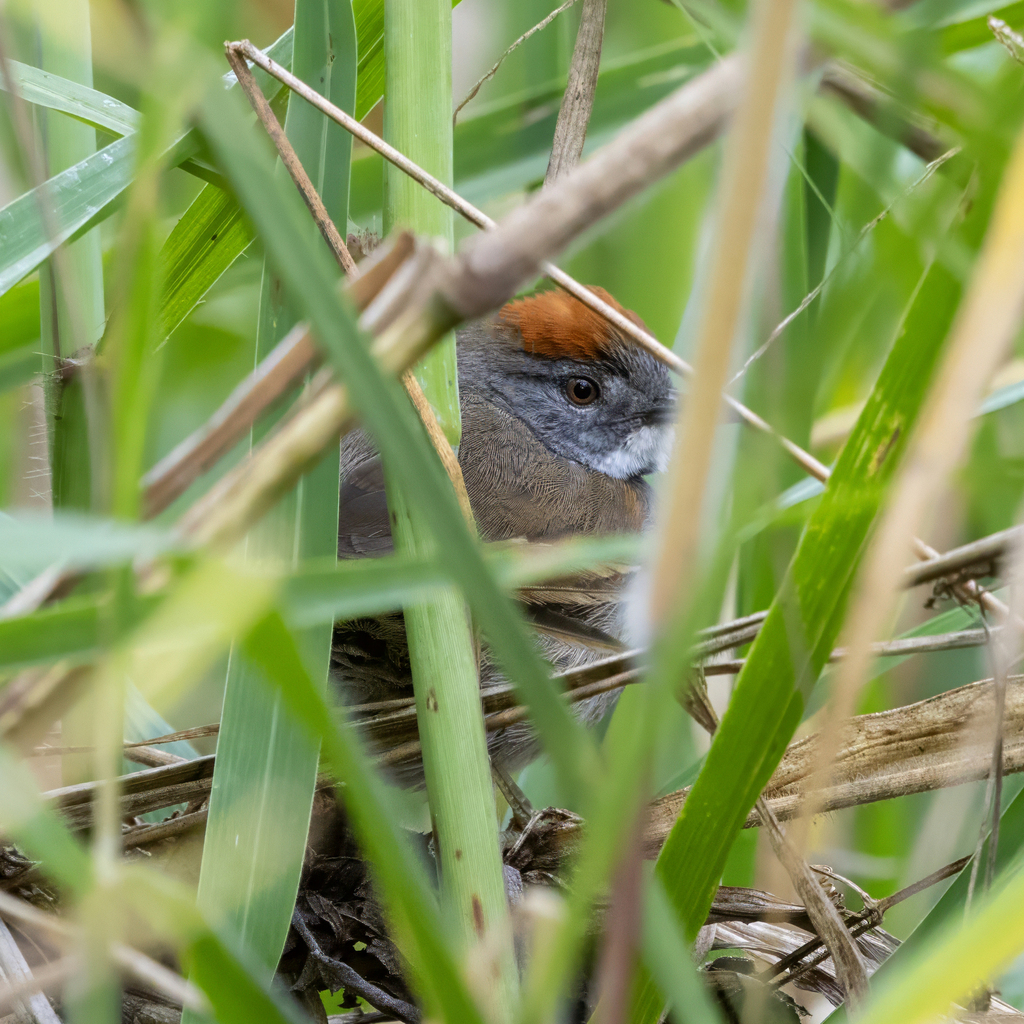 Dark-breasted Spinetail