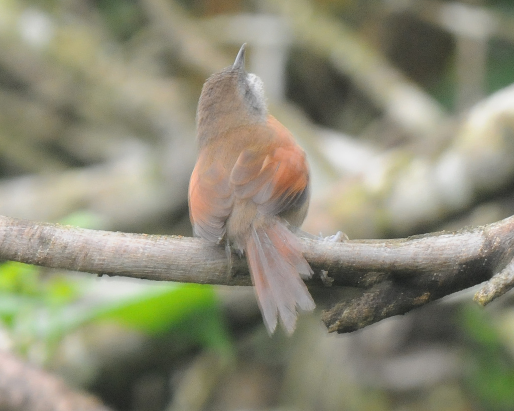 Rufous-breasted Spinetail