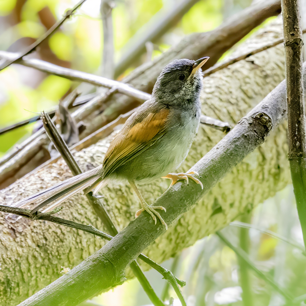 Blackish-headed Spinetail