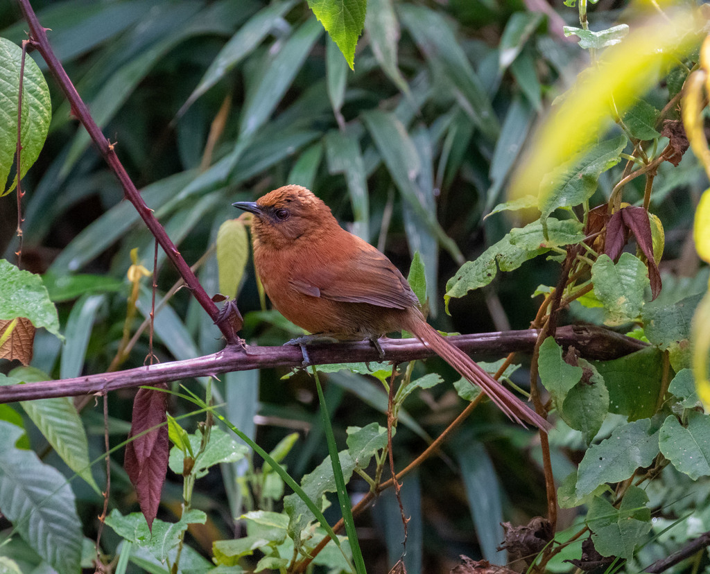 Rufous Spinetail