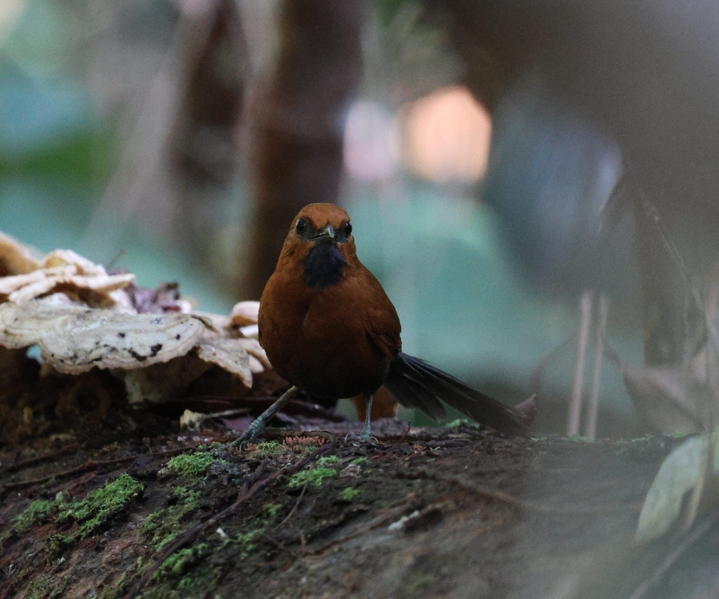 Ruddy Spinetail