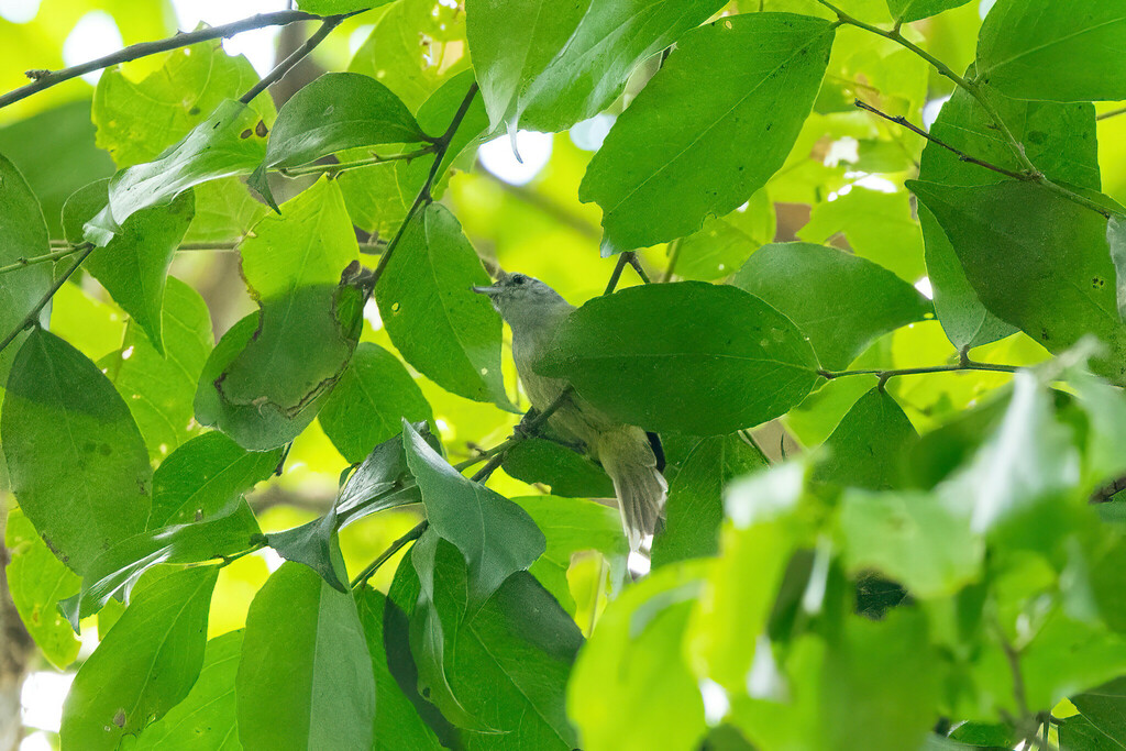 Chestnut-shouldered Antwren