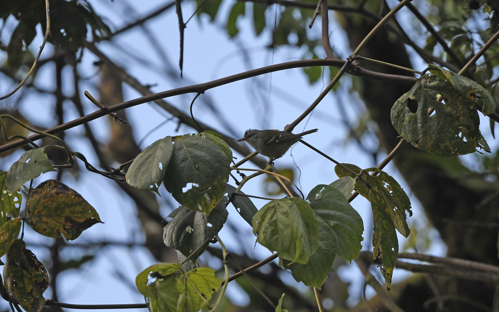 Yellow-rumped Antwren