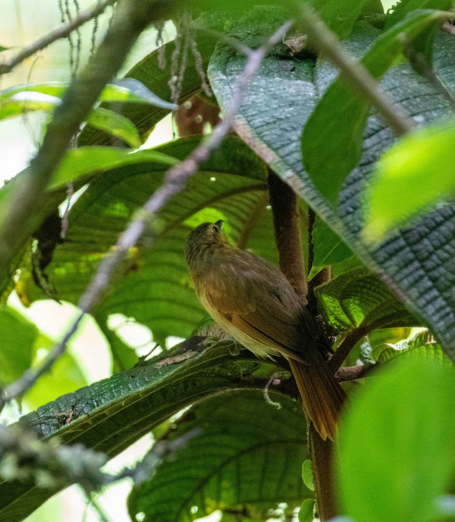 Rufescent Antshrike