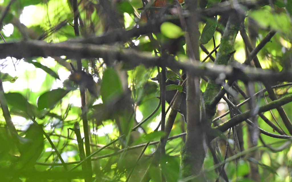 Recurve-billed Bushbird