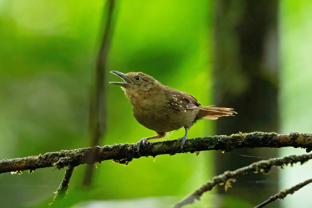Brown-bellied Stipplethroat