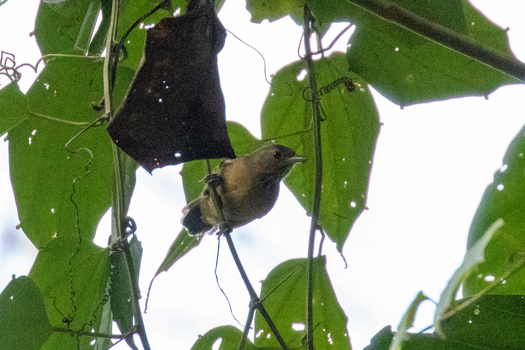 Foothill Stipplethroat
