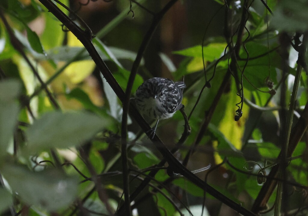 Stripe-chested Antwren