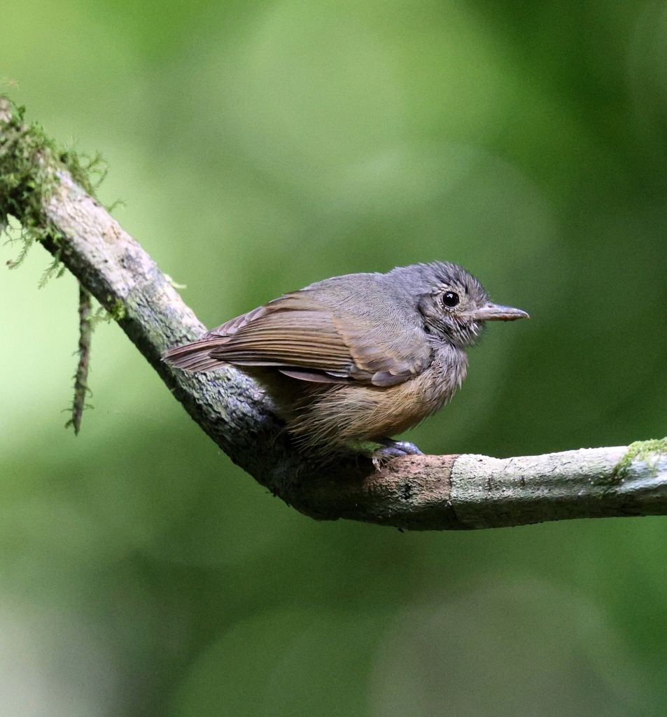 Salvadori’s Antwren
