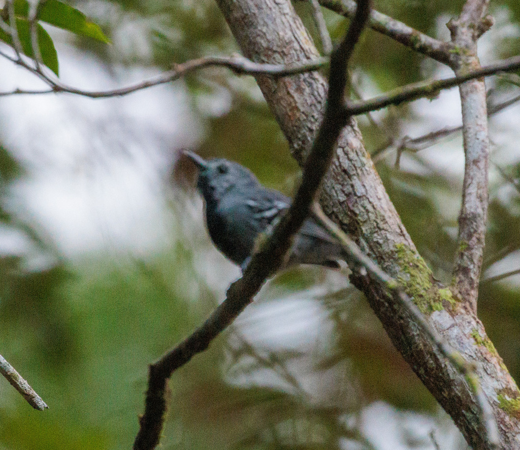 Band-tailed Antwren