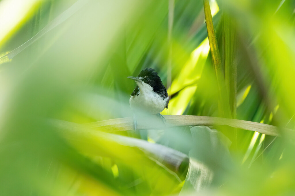 Black-and-white Antbird
