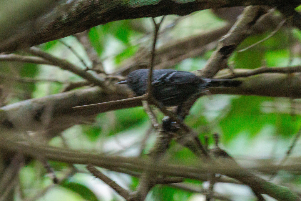 Narrow-billed Antwren
