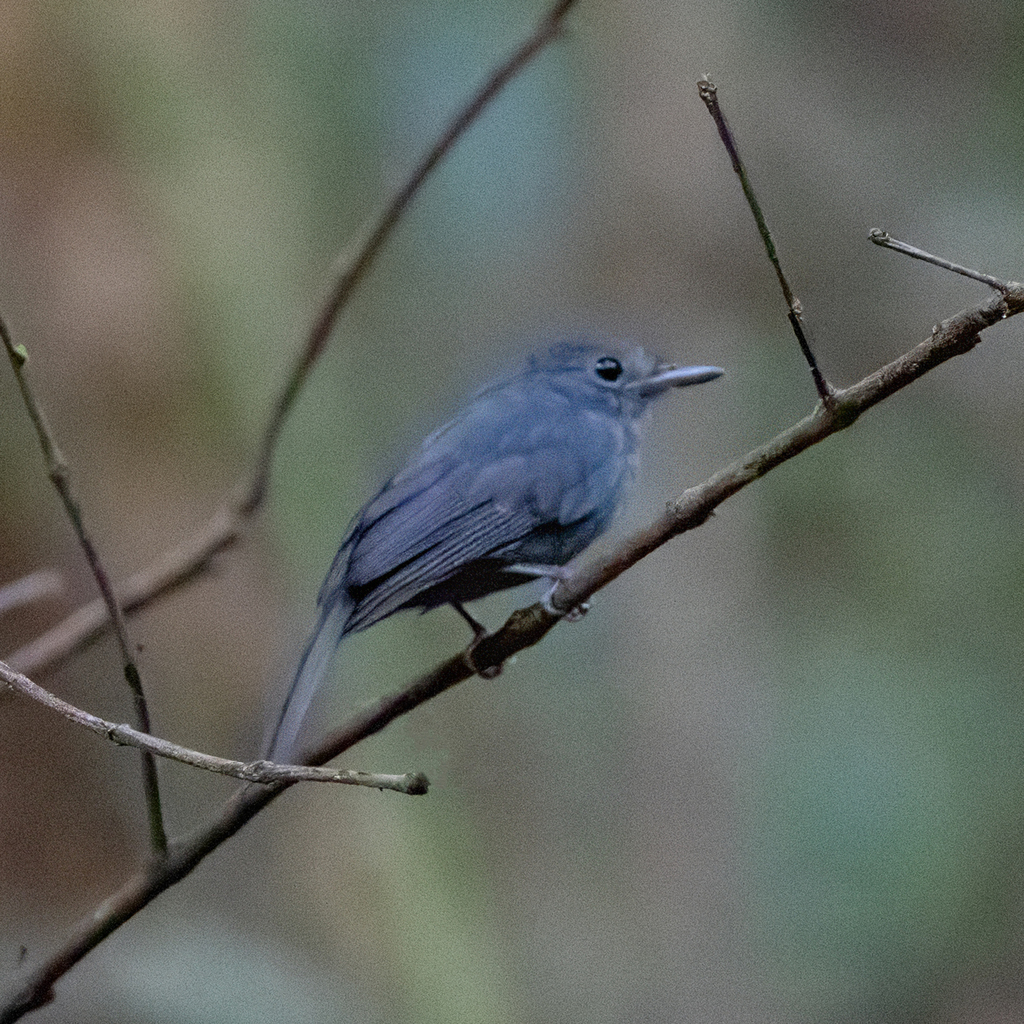 Cinereous Antshrike