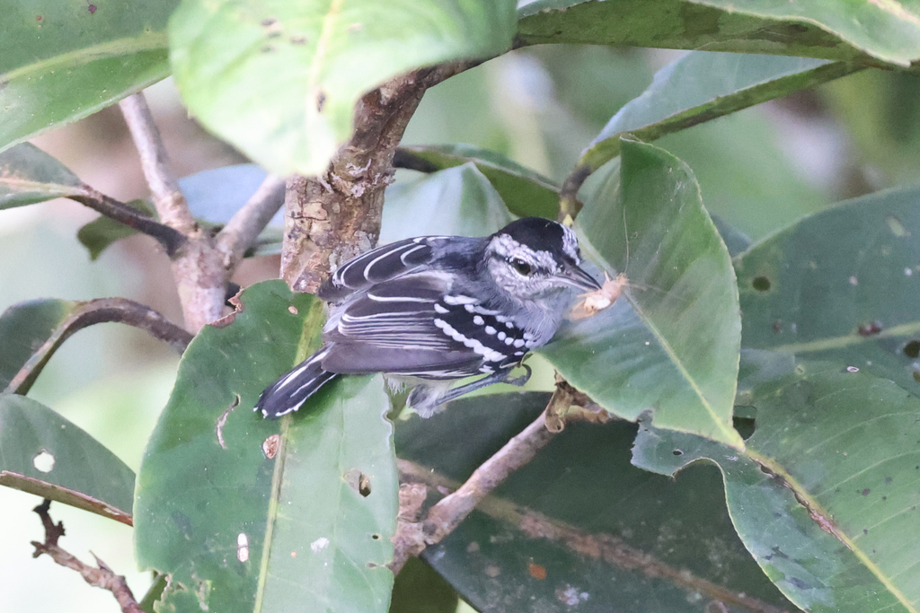 Dugand’s Antwren