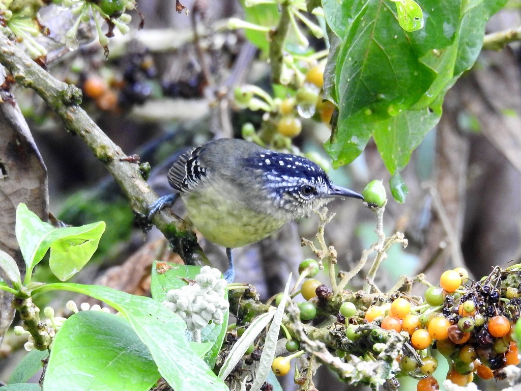 Yellow-breasted Antwren