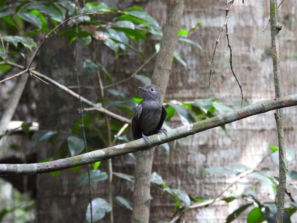 Plumbeous Antvireo