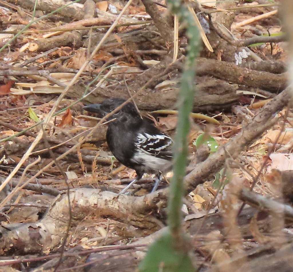 Black-backed Antshrike