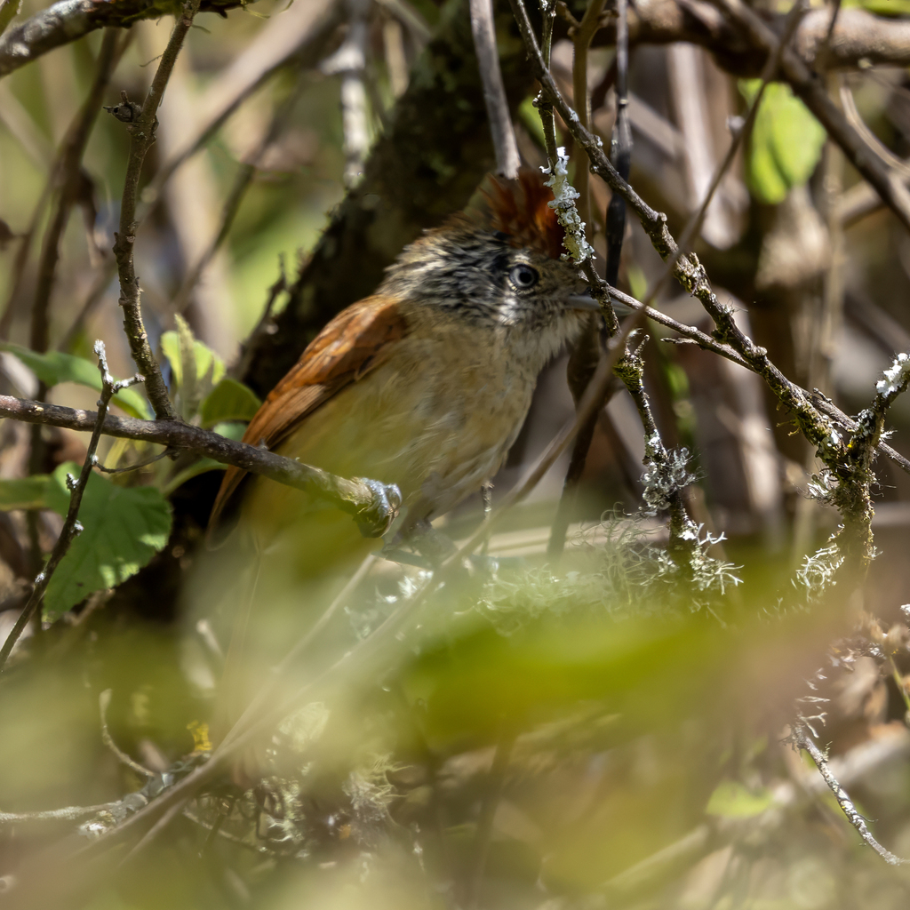 Chapman’s Antshrike