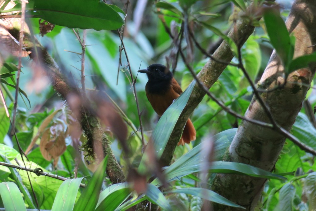 Cocha Antshrike