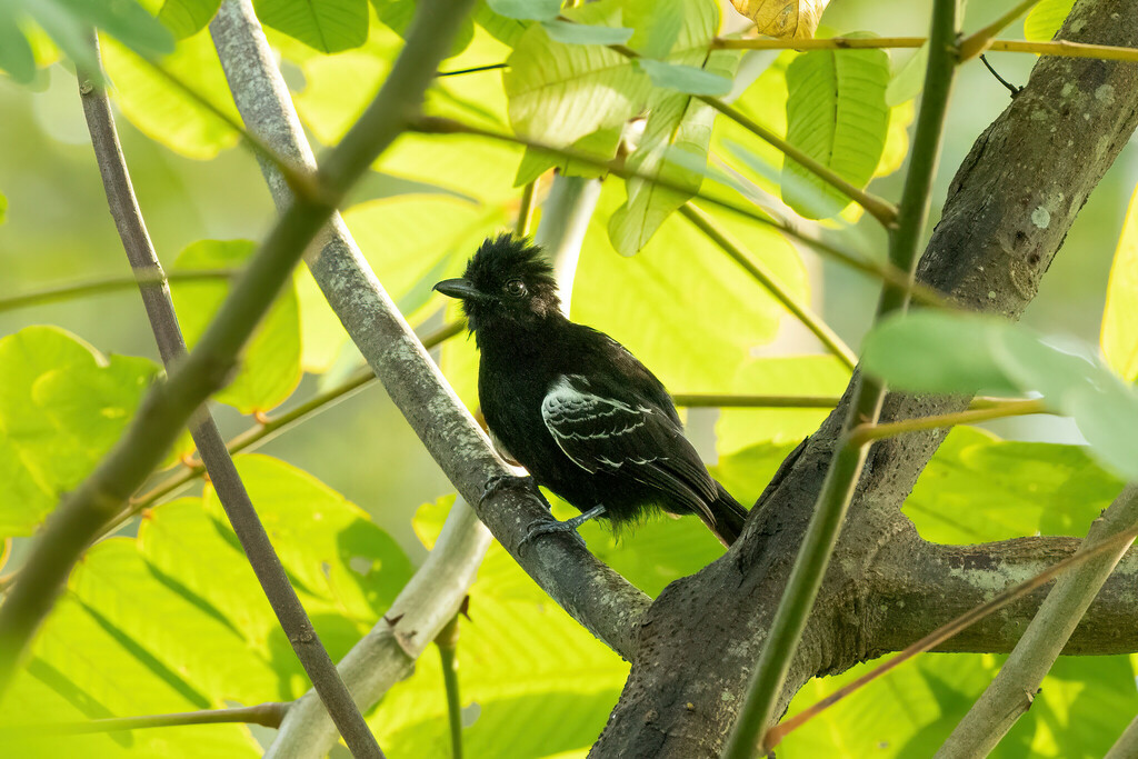 Castelnau’s Antshrike