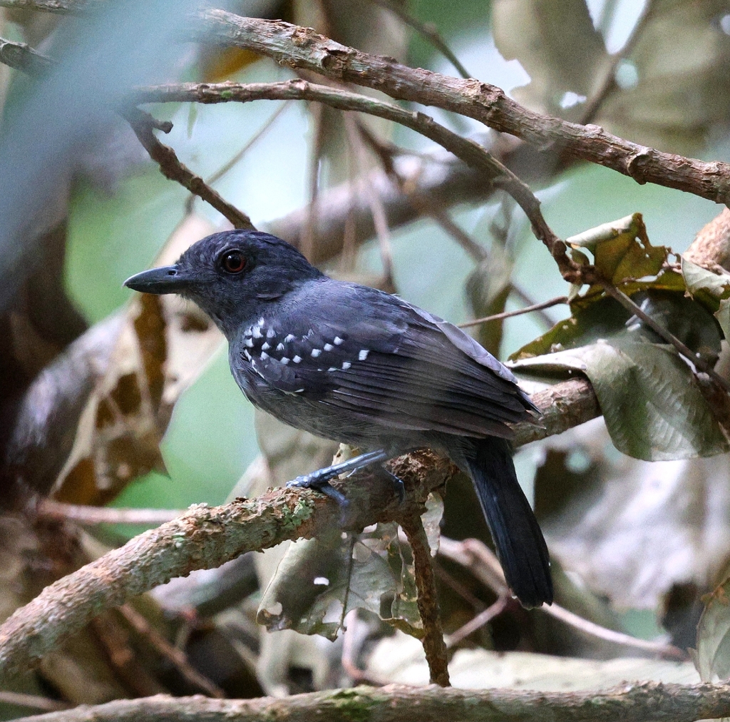 White-shouldered Antshrike