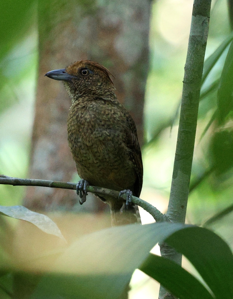 Undulated Antshrike