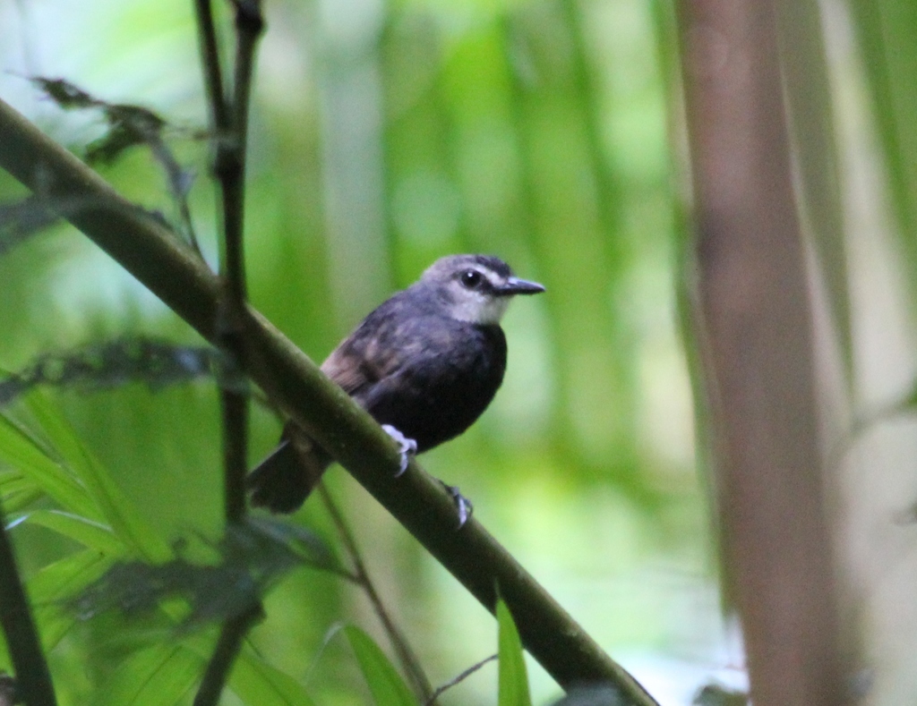 Lunulated Antbird