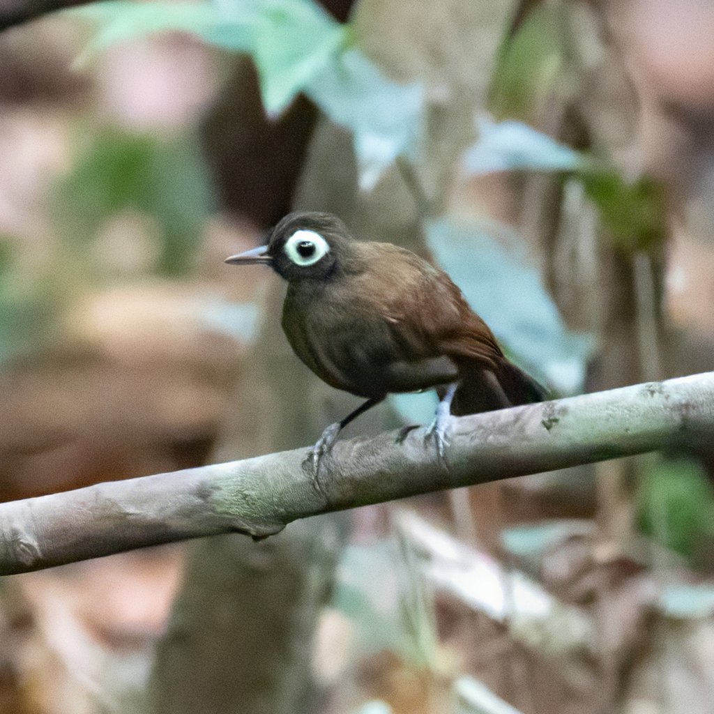 Bare-eyed Antbird
