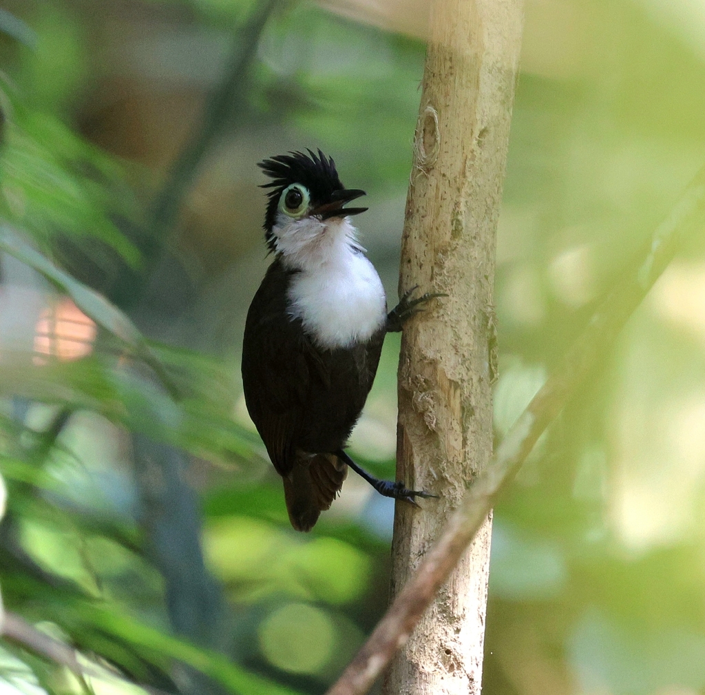 White-breasted Antbird