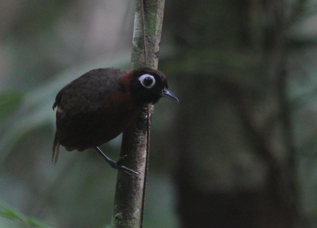 Chestnut-crested Antbird