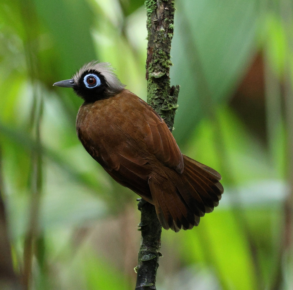 Hairy-crested Antbird