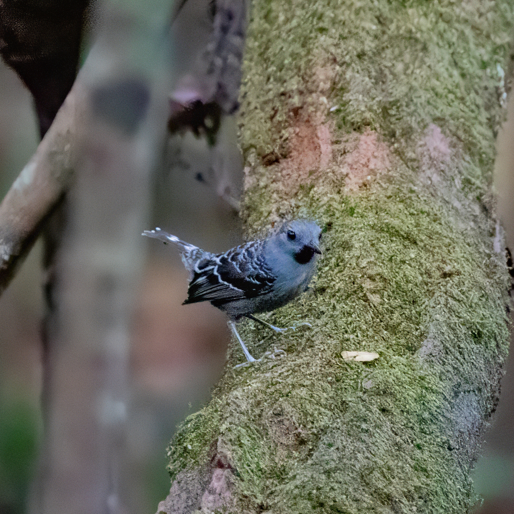 Xingu Scale-backed Antbird